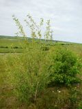 Populus longifolia