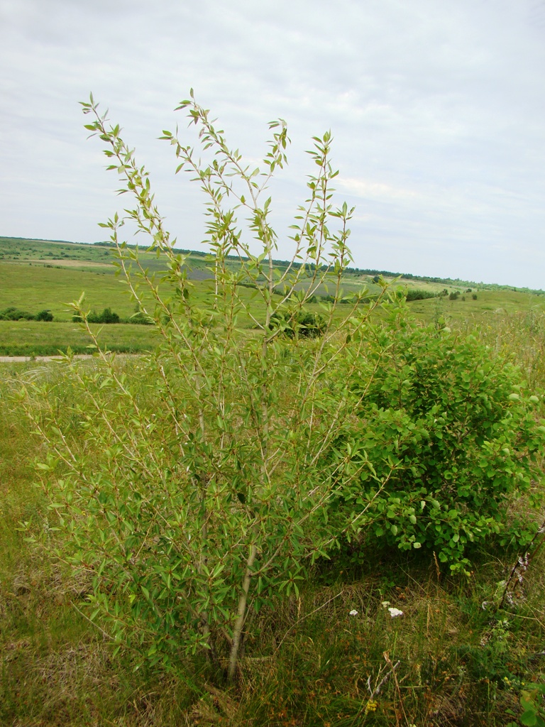 Изображение особи Populus longifolia.