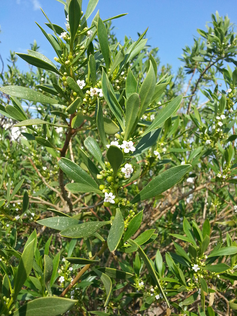 Image of Myoporum acuminatum specimen.