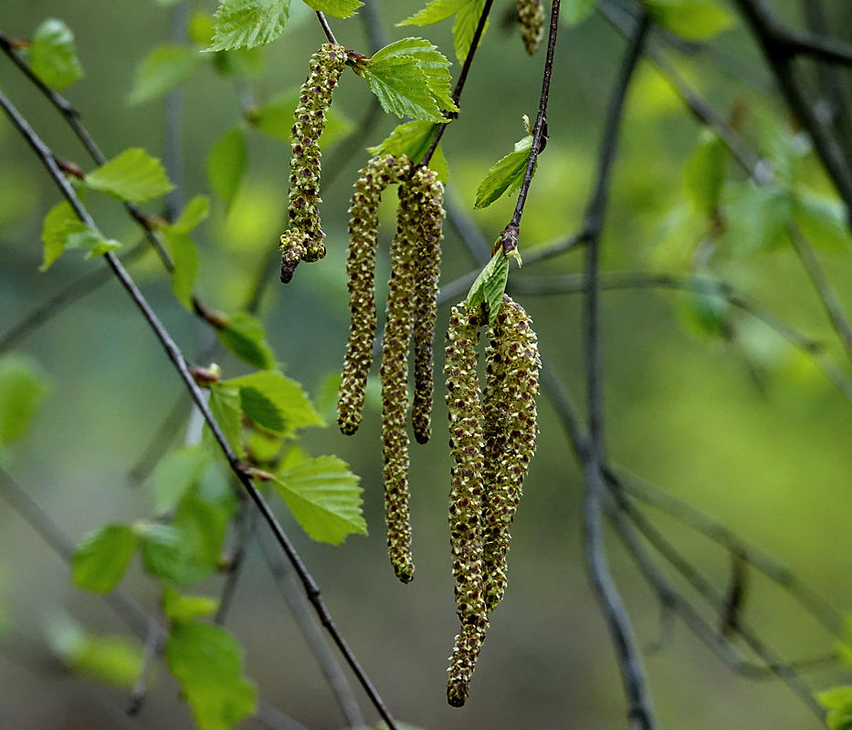 Image of Betula pendula specimen.