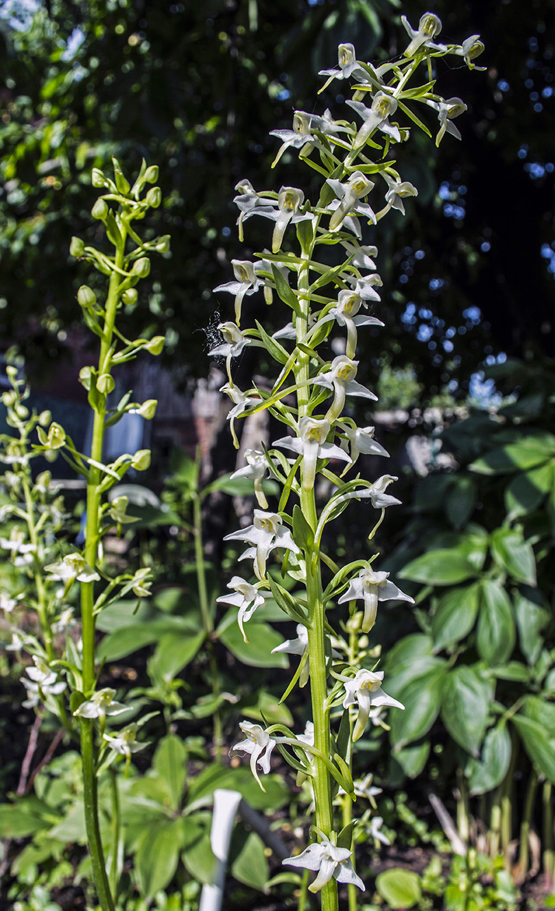 Image of Platanthera &times; hybrida specimen.