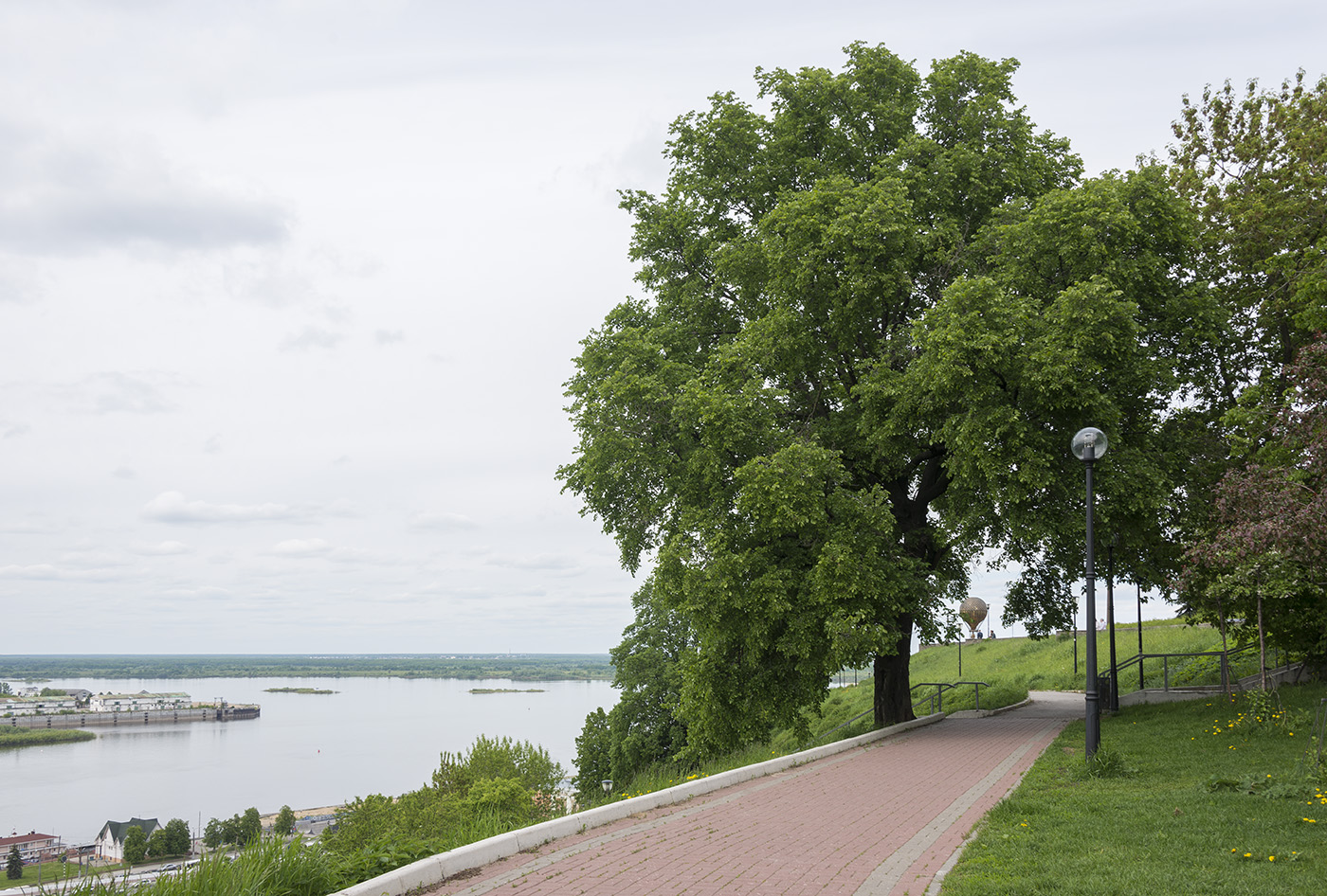 Изображение особи Ulmus glabra.