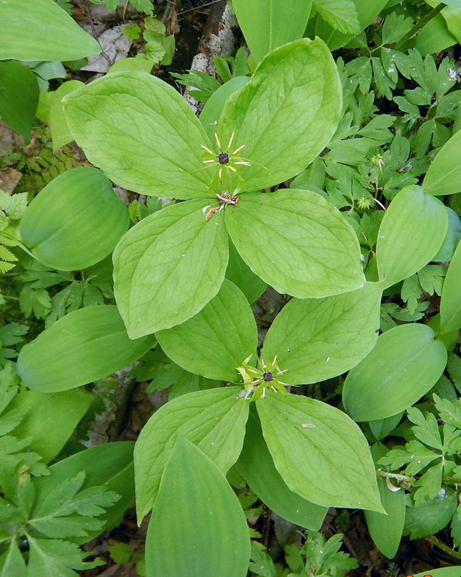 Image of Paris quadrifolia specimen.