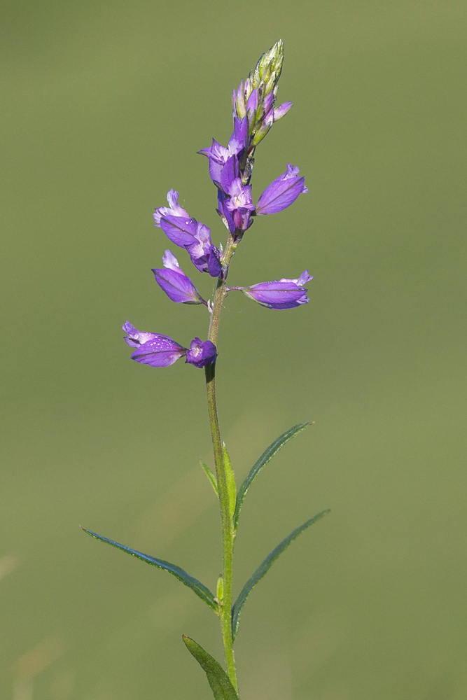 Изображение особи Polygala comosa.