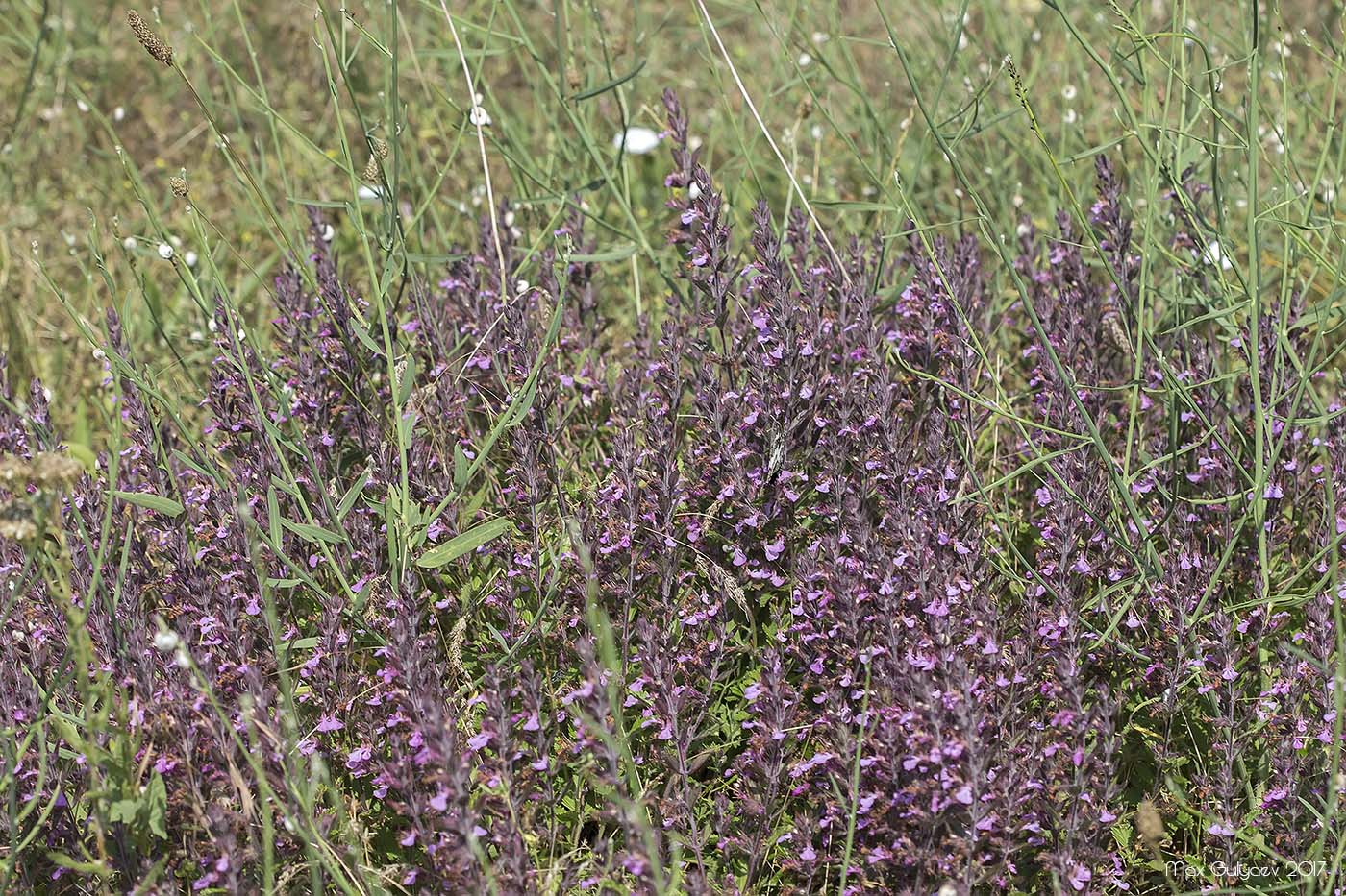 Изображение особи Teucrium chamaedrys.