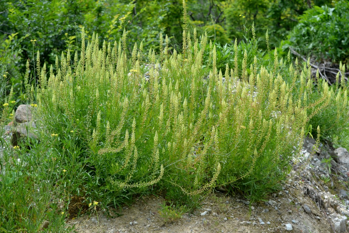 Image of Reseda lutea specimen.