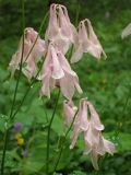 Aquilegia vulgaris. Цветки в каплях дождя. Московская обл., Дмитровский р-н, берег канала им. Москвы, опушка смешанного леса. 05.07.2017.