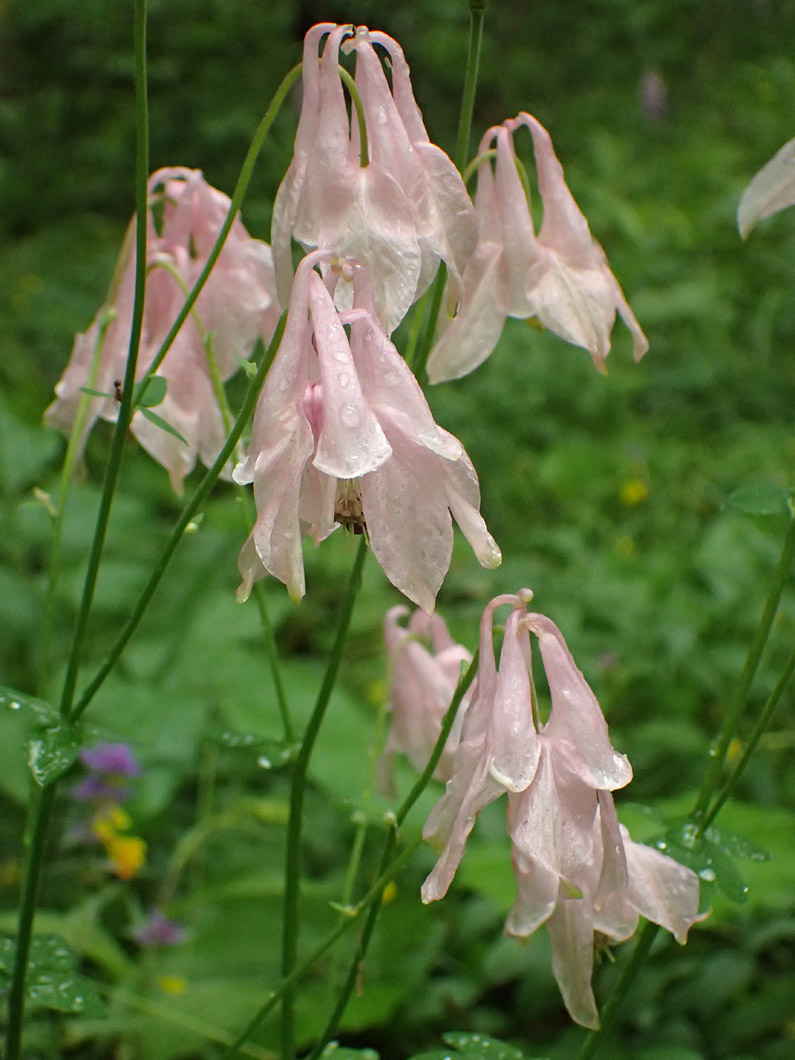 Image of Aquilegia vulgaris specimen.