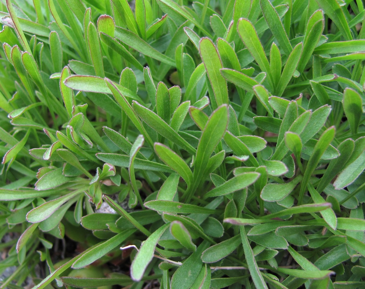 Image of Campanula biebersteiniana specimen.