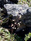 Zigadenus sibiricus