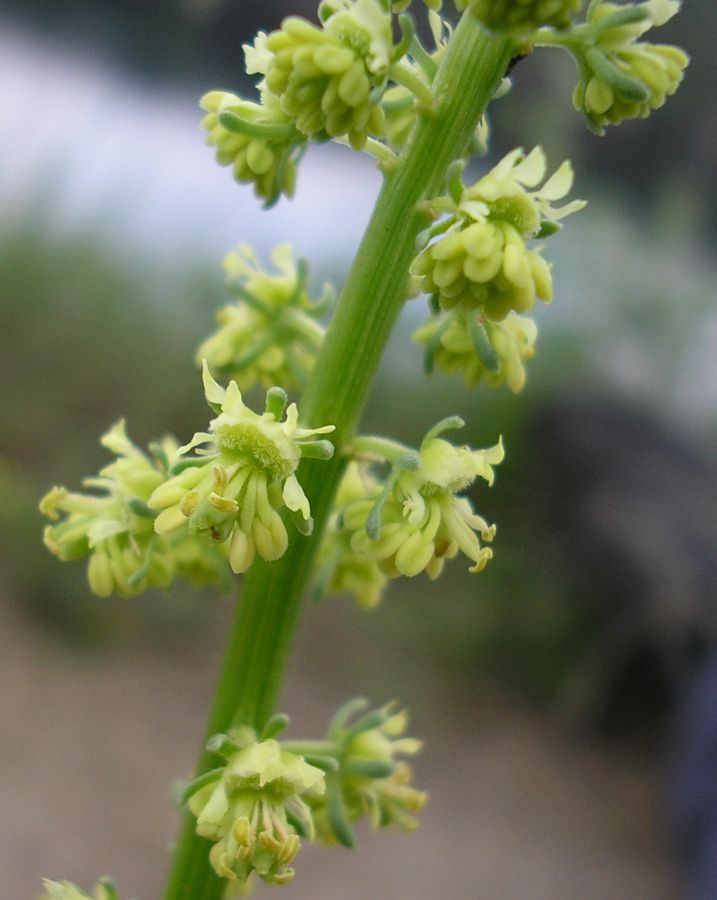 Изображение особи Reseda lutea.