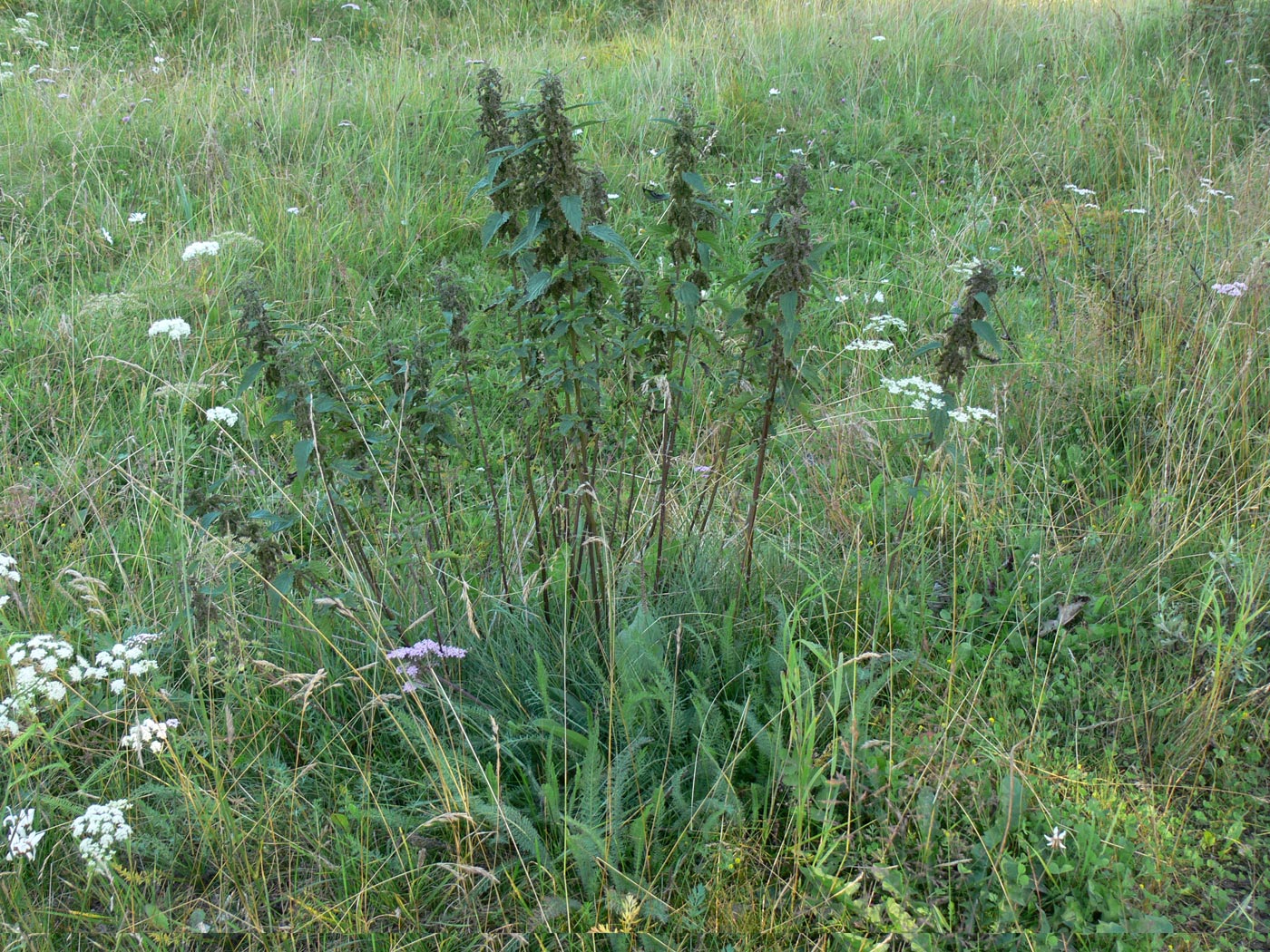 Image of Urtica dioica specimen.