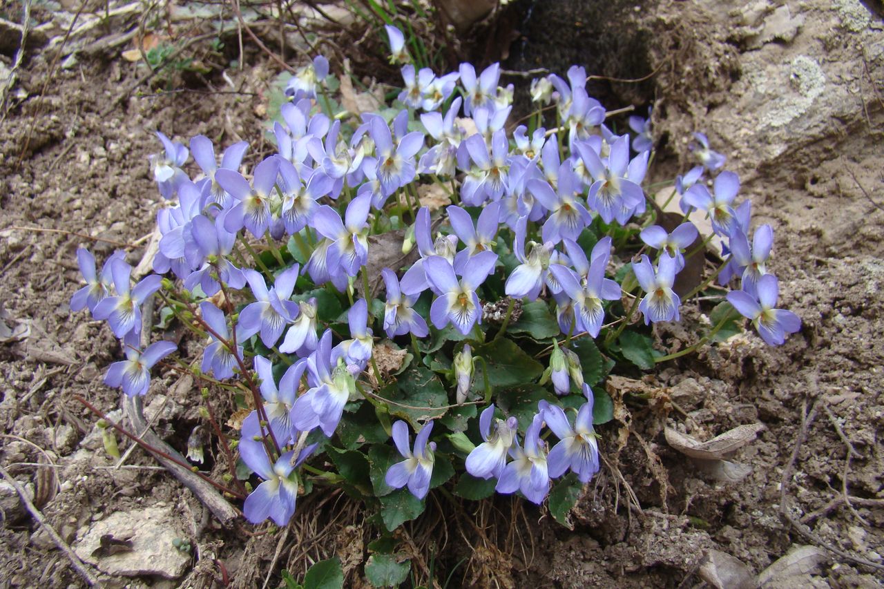 Изображение особи Viola hissarica.