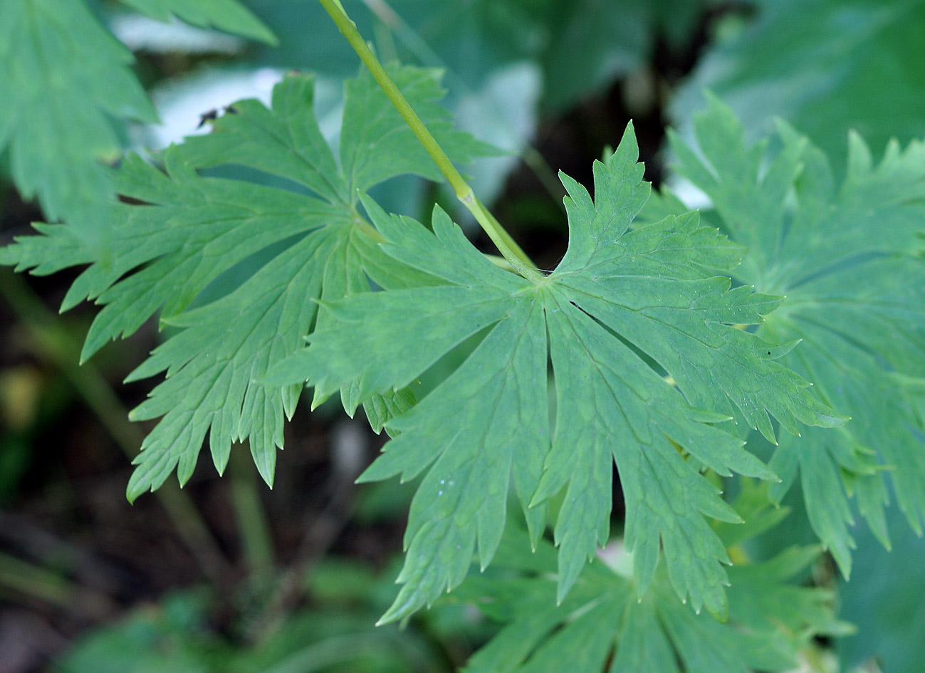 Image of Aconitum maximum specimen.