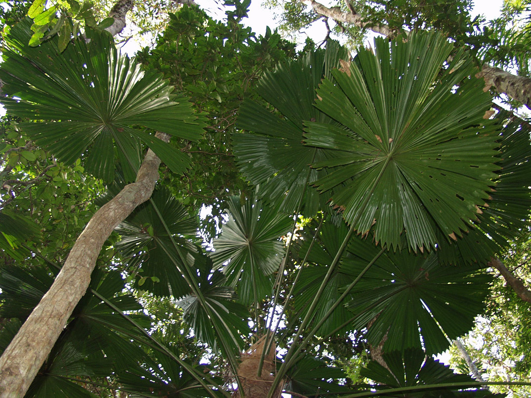 Image of Licuala ramsayi specimen.