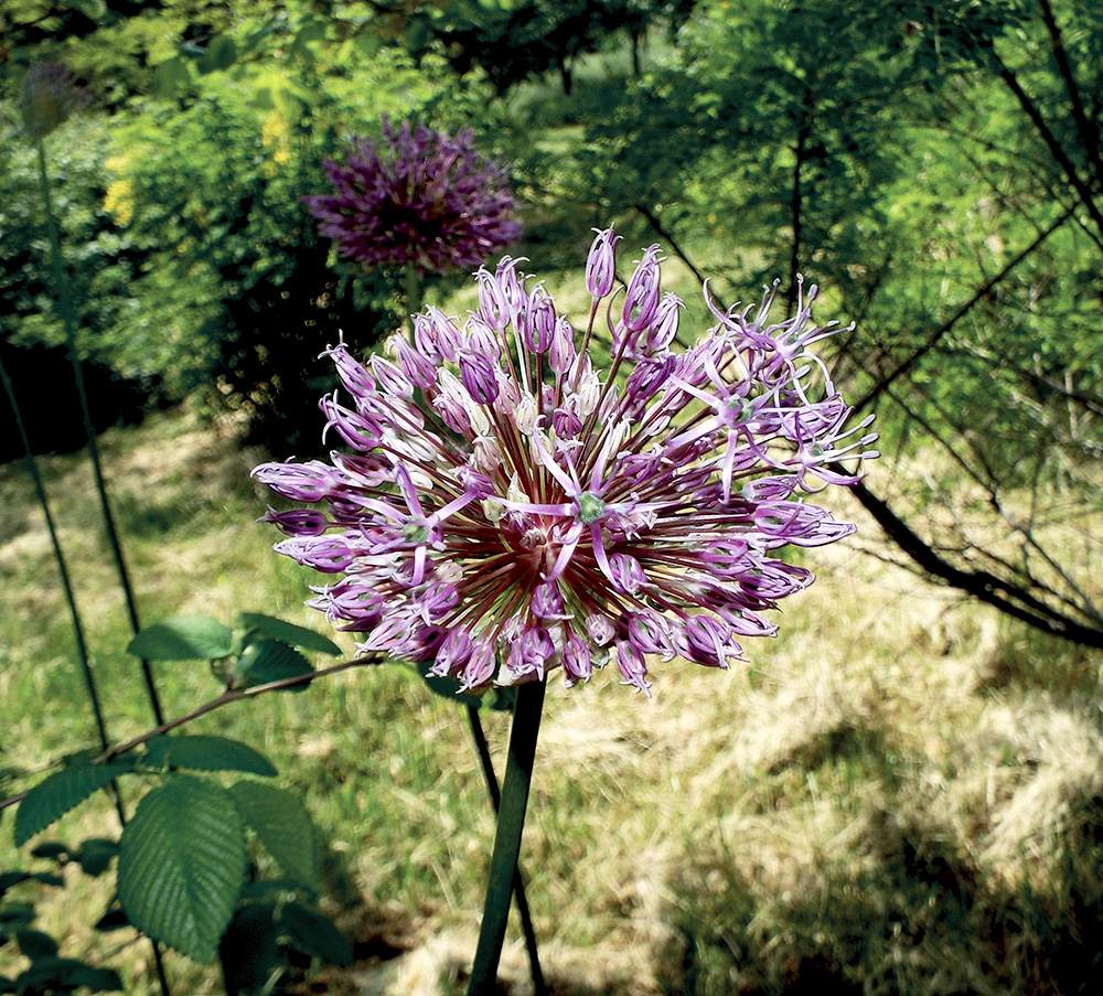 Image of Allium cristophii specimen.