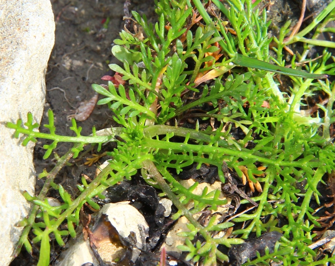 Image of Tripleurospermum inodorum specimen.