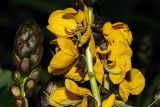 Senna didymobotrya