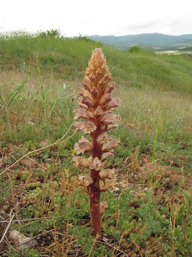 Изображение особи Orobanche callieri.