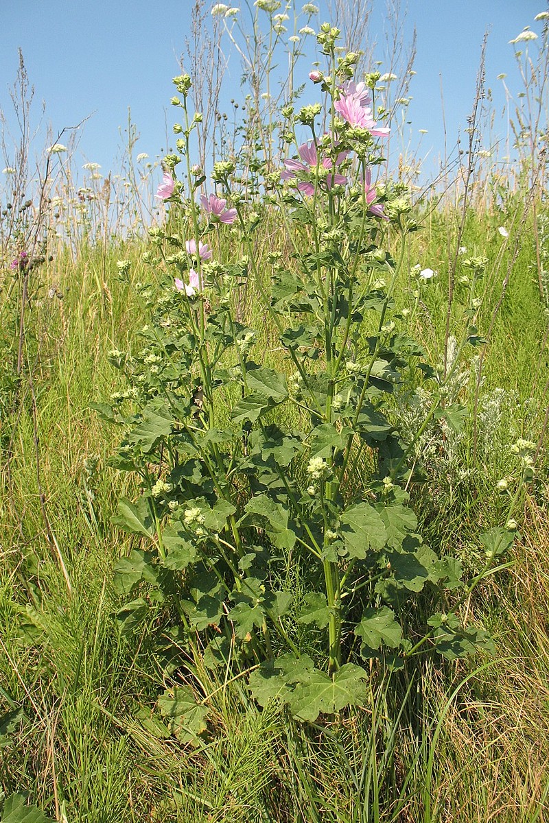 Image of Malva thuringiaca specimen.