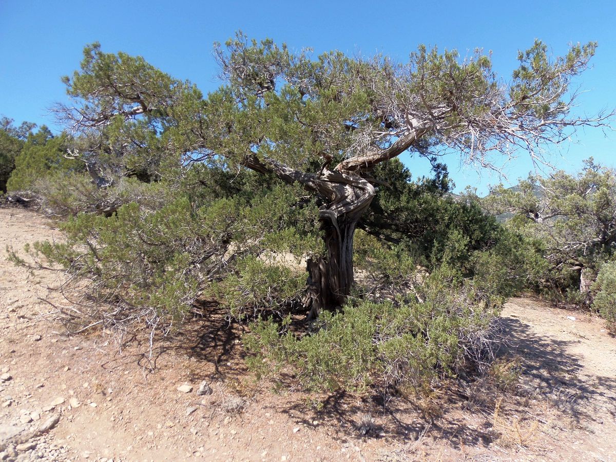 Изображение особи Juniperus excelsa.