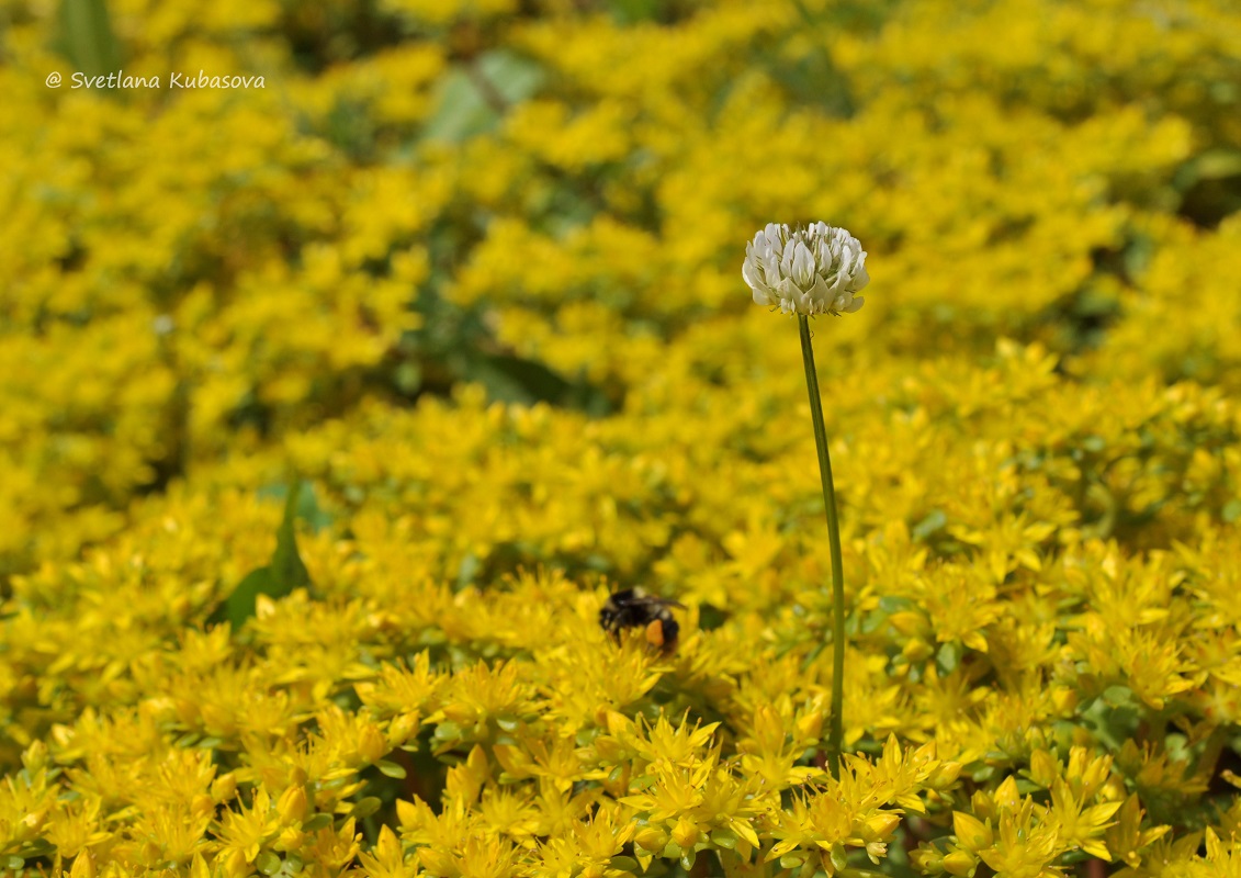 Изображение особи Trifolium repens.