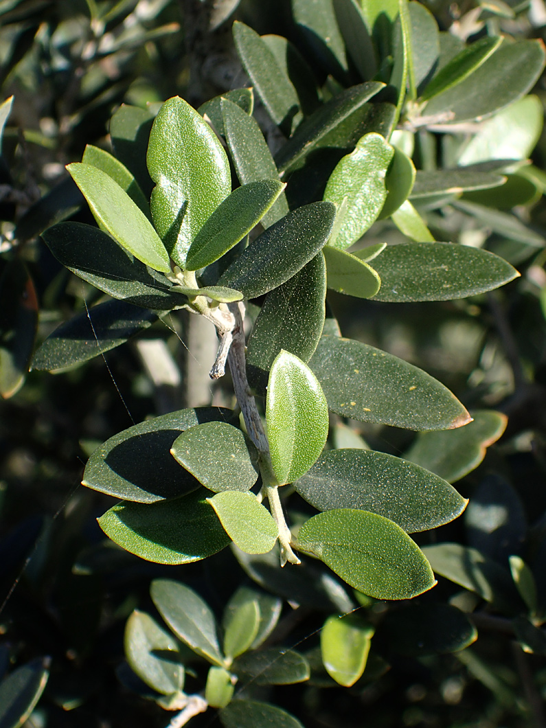 Image of Olea europaea var. sylvestris specimen.