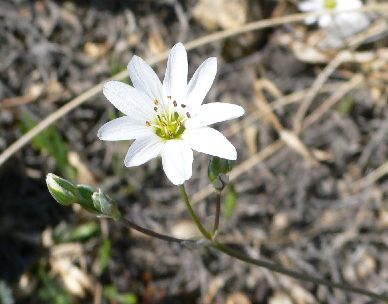 Изображение особи род Stellaria.