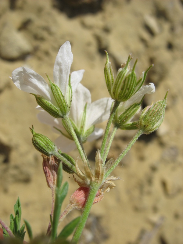 Image of Erodium stevenii specimen.