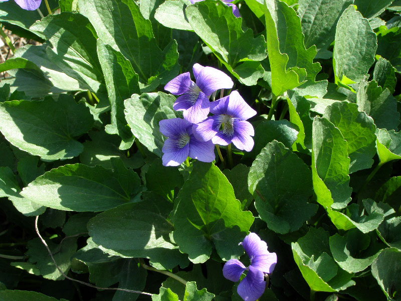 Image of genus Viola specimen.