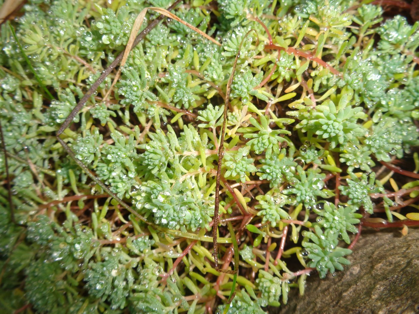 Изображение особи Sedum pallidum ssp. bithynicum.