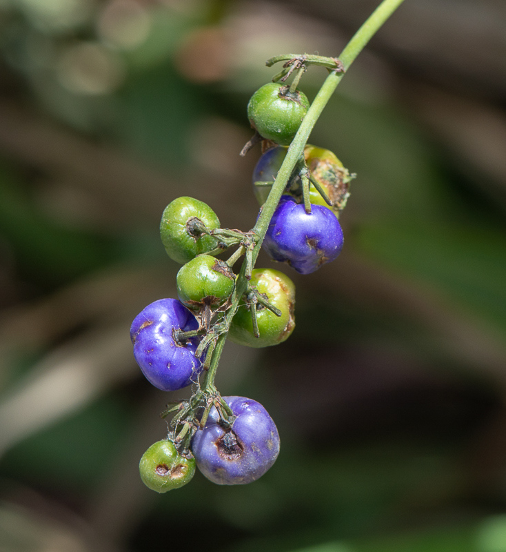 Image of Dianella caerulea specimen.