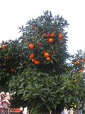 Смотреть изображение Citrus unshiu