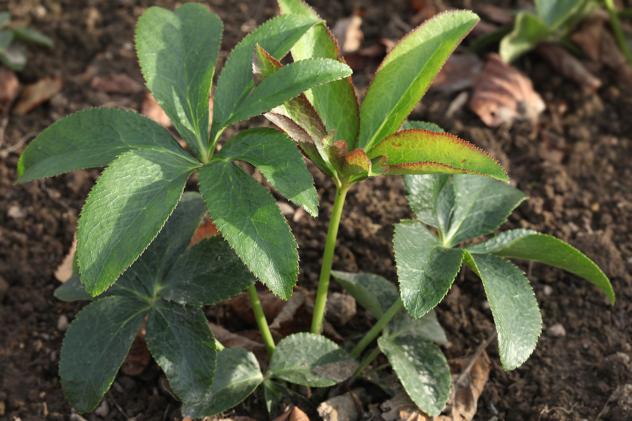 Image of Helleborus orientalis specimen.