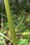 Platanthera bifolia. Часть побега с листочком. Свердловская обл., г. Екатеринбург, окр. пос. Шабровский, берёзовый лес. 20.08.2018.