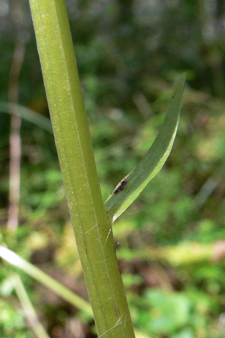 Изображение особи Platanthera bifolia.