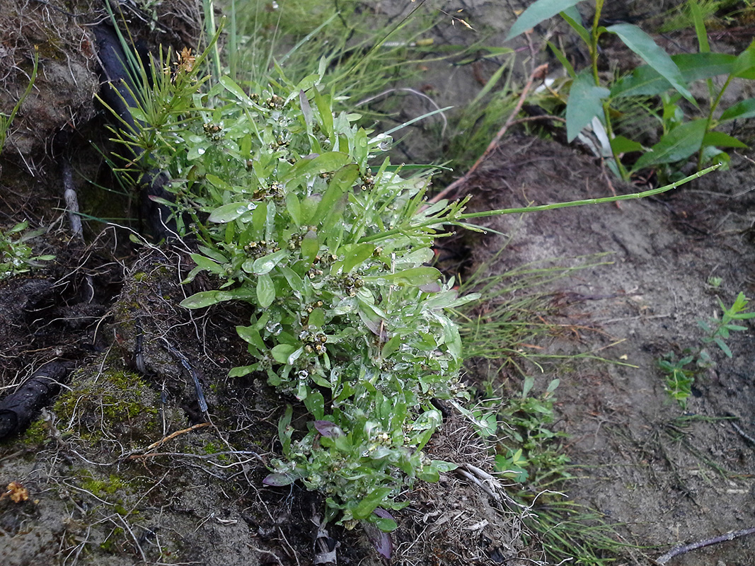 Image of Gnaphalium uliginosum specimen.