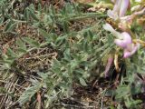 Astragalus dolichophyllus. Листья. Дагестан, Кумторкалинский р-н, долина р. Шураозень, склон. 25.04.2019.