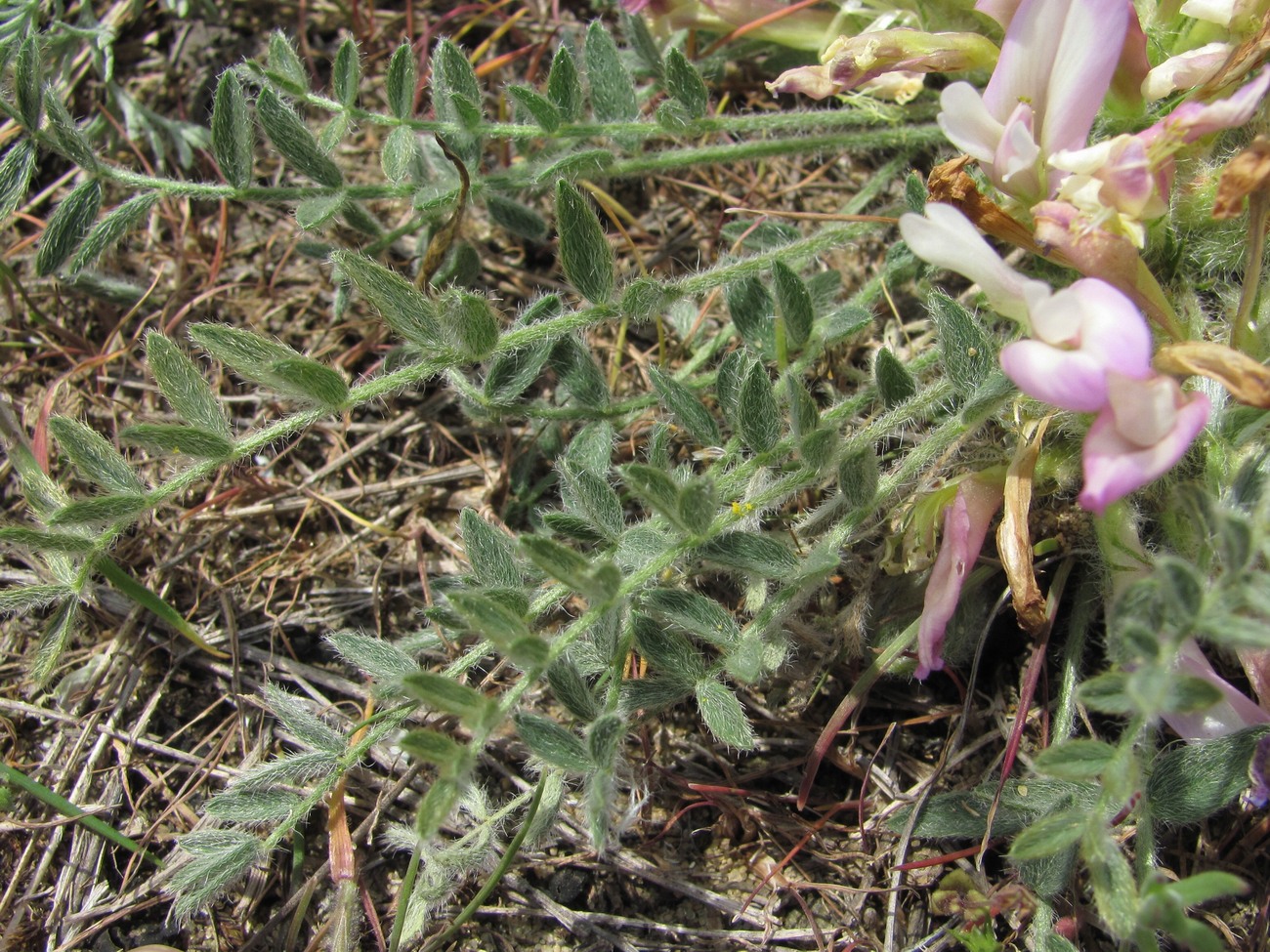 Image of Astragalus dolichophyllus specimen.