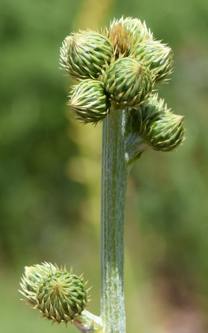 Image of Cousinia egregia specimen.