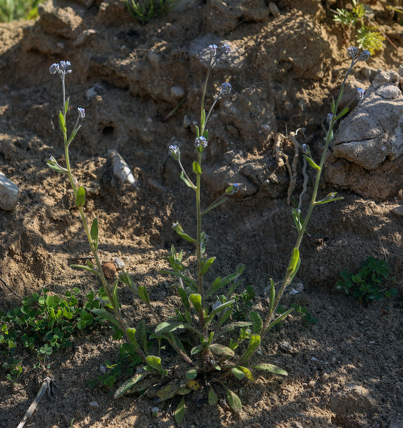 Image of Myosotis ramosissima specimen.