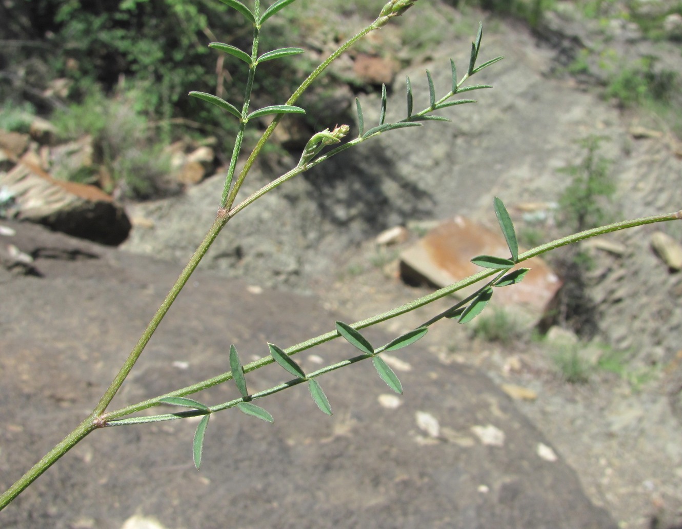Изображение особи Astragalus haesitabundus.