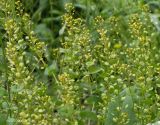 Lepidium perfoliatum