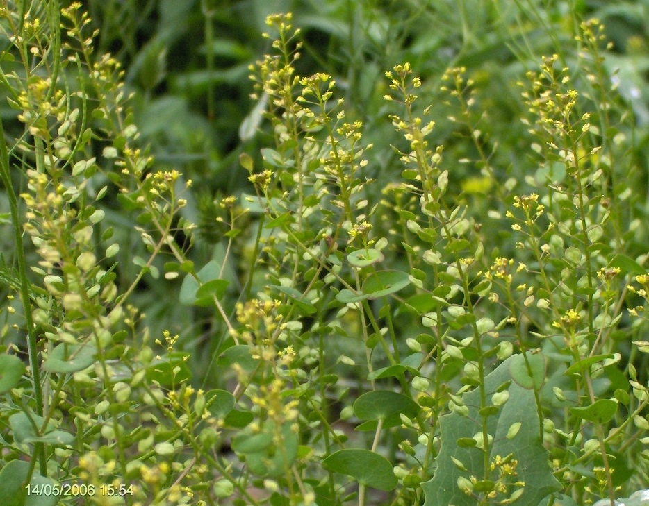 Image of Lepidium perfoliatum specimen.