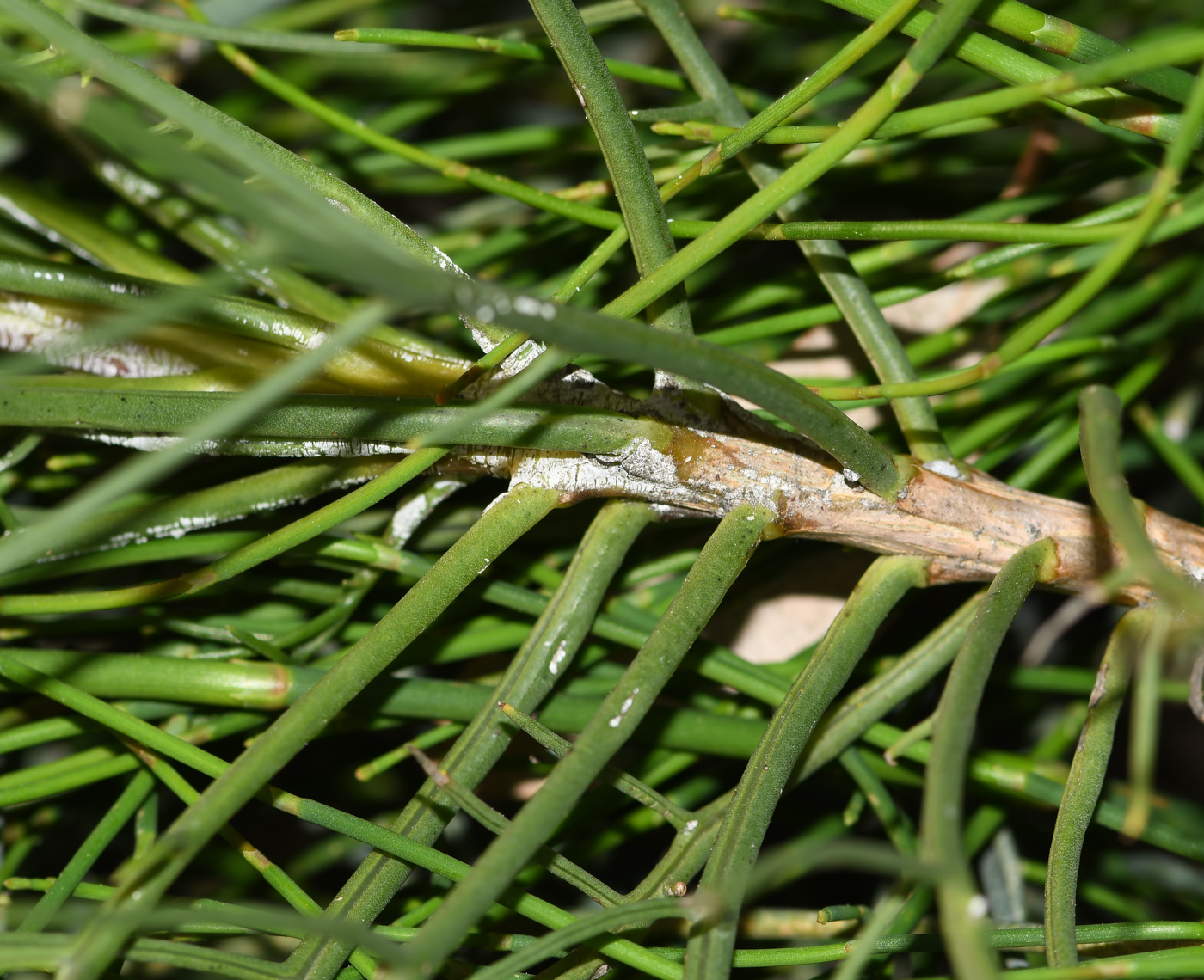 Image of Euryops speciosissimus specimen.