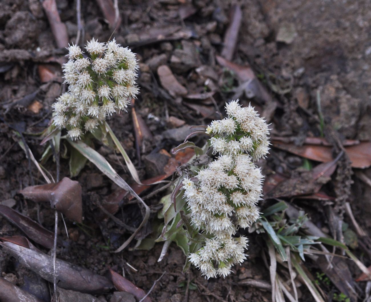 Image of Petasites albus specimen.