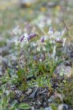 Silene lychnidea