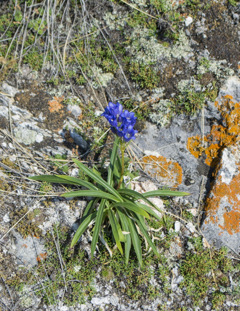 Image of Gentiana decumbens specimen.