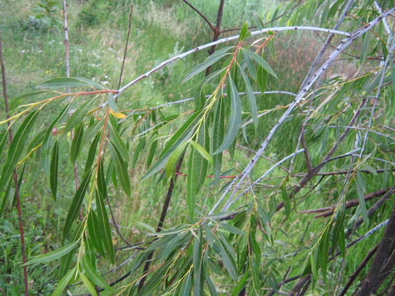 Изображение особи Salix acutifolia.