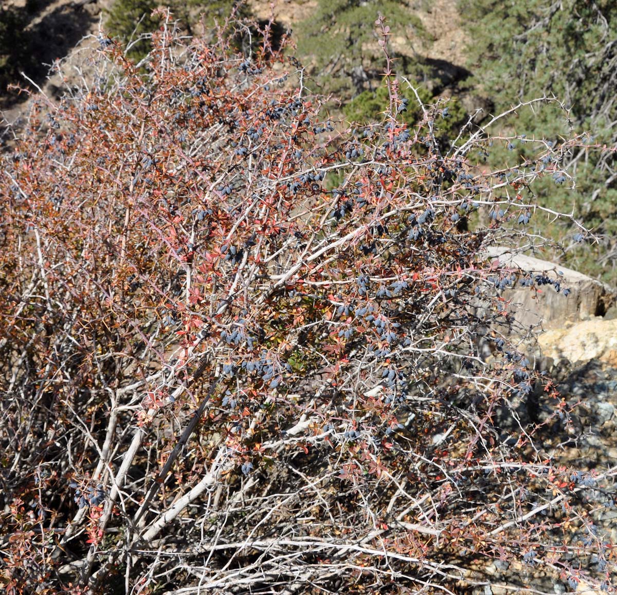 Image of Berberis cretica specimen.